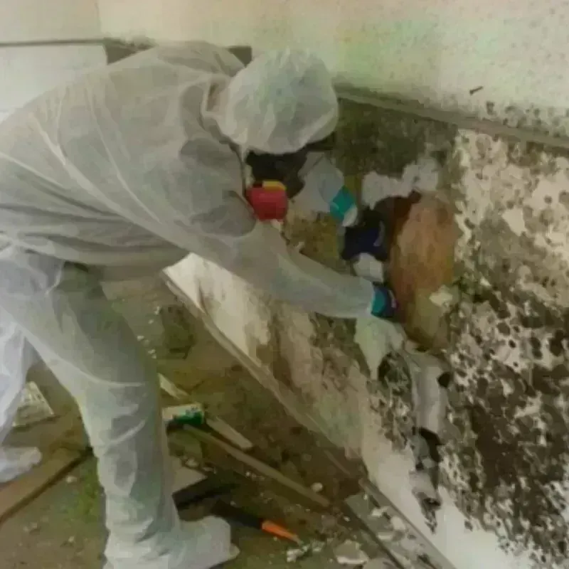 Mold Remediation and Removal in Goshen, OH